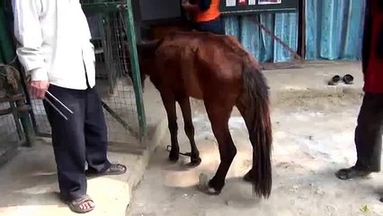 Animal Nepal rescues horse