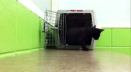 NHS Cats: Cerebellar Hypoplasia