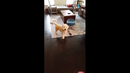 Beautiful Dog Just Can't Catch a Ball