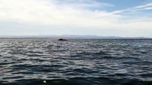 Joyful Humpback Whales Dance and Dive Beside Kayaker