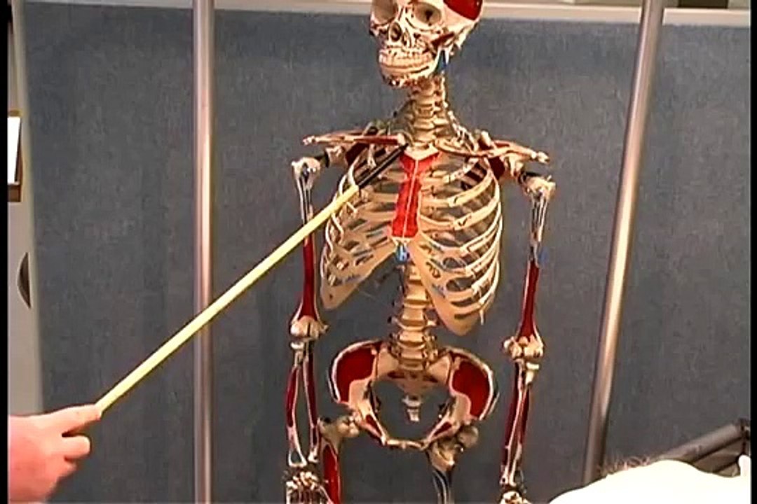 Human Anatomy Dissection 01 Superficial Thorax And Abdomen