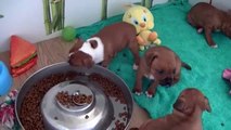 50ème vidéo Les chiots de la 21ème portée de Staffordland