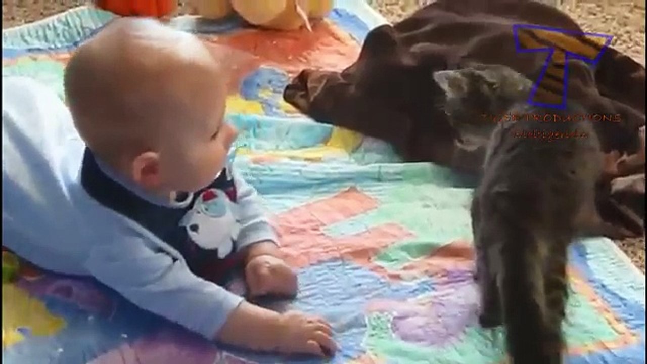 Funny and cute animal compilation 2015