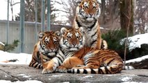 Invasion de bébé au Zoo de Granby! Nos 3 bébés tigres de l'Amour!