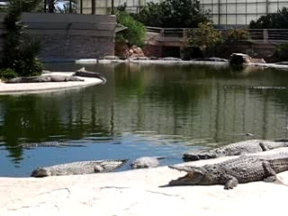 Crocodile de Djerba