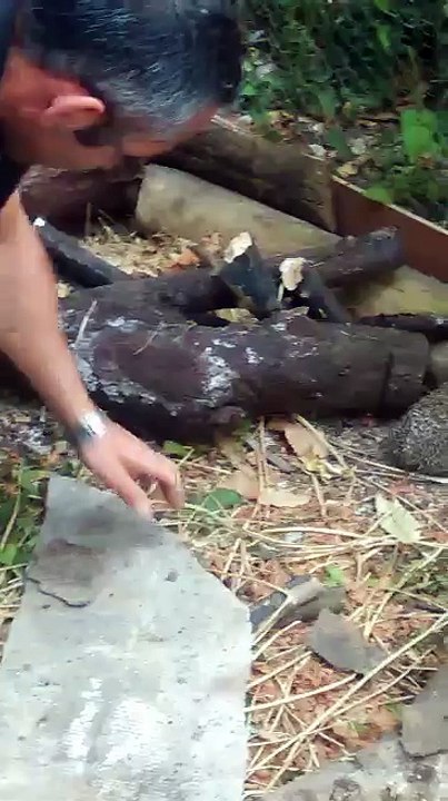 Refuge pour hérissons à Saint-Prix (Val-d'Oise)