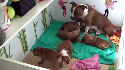 51ème vidéo des chiots de la 21ème portée de Staffordland