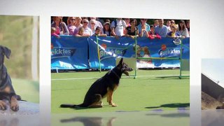 Guard Dogs