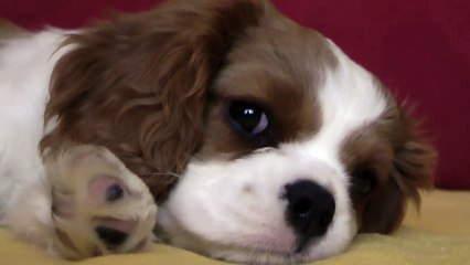 Cavalier King Charles Spaniel - blenheim  - 25.06.2011