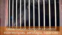 Etología Equina y Comportamiento Caballo: Observación estereotipias caballos; aerofagia, balanceo