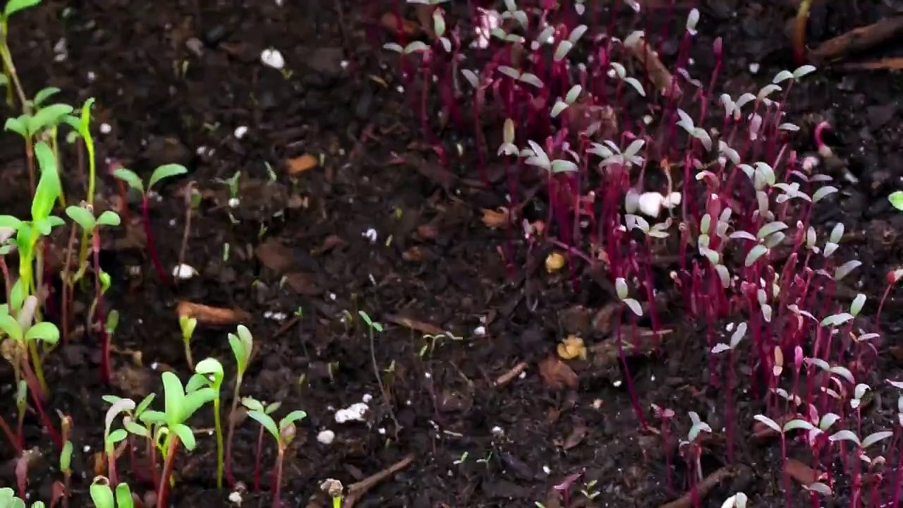 ChefSteps Microgreens Time-lapse
