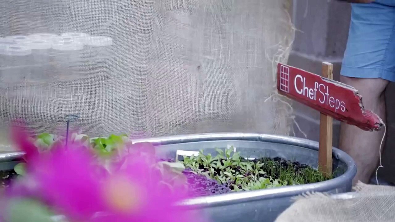 Microgreens