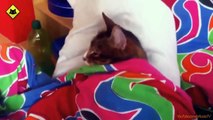 FUNNY VIDEOS  Funny Cats   Funny Cat Videos   Funny Animals   Funny Fails   Funny Cats Sleeping