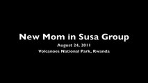 New Mountain Gorilla Baby in Susa Group