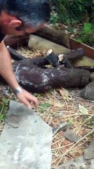 Refuge pour hérisson à Saint-Prix dans le Val-d'Oise