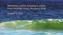 White Whale (Migaloo?) at Hastings Point, NSW, Australia