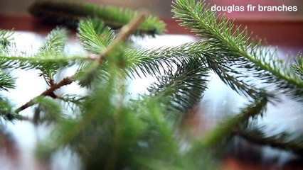 Fir Tree Needle Ash Recipe • ChefSteps