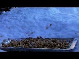 Male Blackbird / Turdus merula