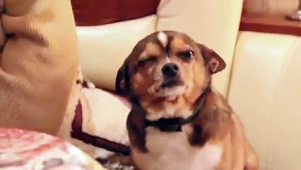 Animaux : voici le chien le plus triste du monde !