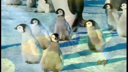 رقصة الغطاس الغربي