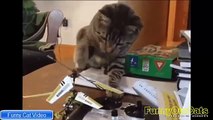 Cat Videos Funny   Funny Videos   Funny cats   Cat Funny pictures   Funny Animals