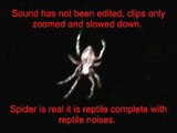 Reptilian shapeshifting spider makes reptile noises