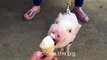 Pickle the mini pig absolutely loves ice cream