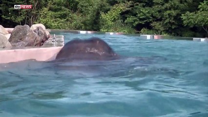 Animaux : admirez ce groupe d'éléphants en pleine baignade