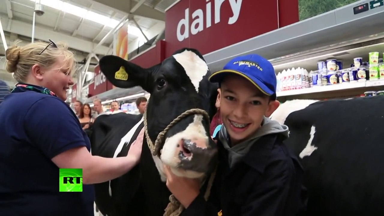 Manifestation vache contre le prix du lait «injuste»