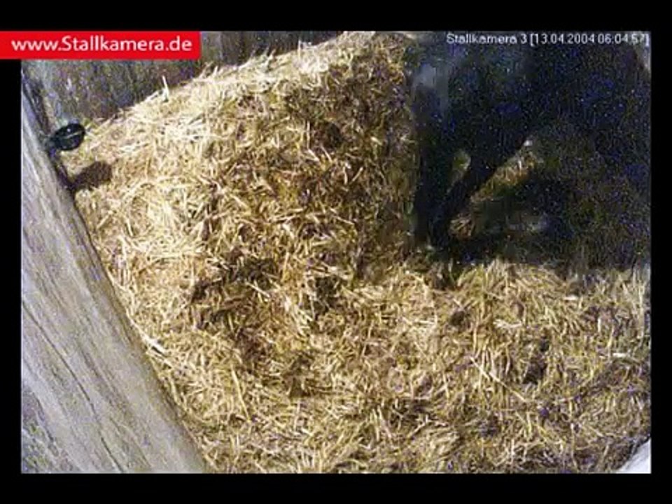 Live-Stallkamera-Aufzeichnung einer Pferdegeburt