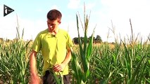 Sécheresse en France : certaines récoltes sont menacées