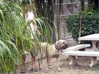 Fila Brasileiro Windy-filain thai & Preedee Fila