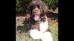 Portuguese Water Dog Hershey spring day training.