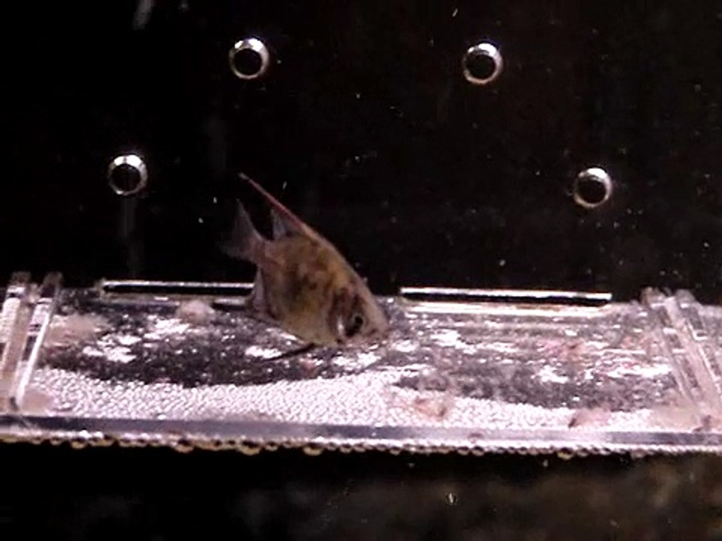 ⁣8 week old Freshwater Angelfish