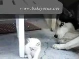 kedi ile köpek oynaması