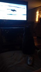 Cat watching national geographic channel.
