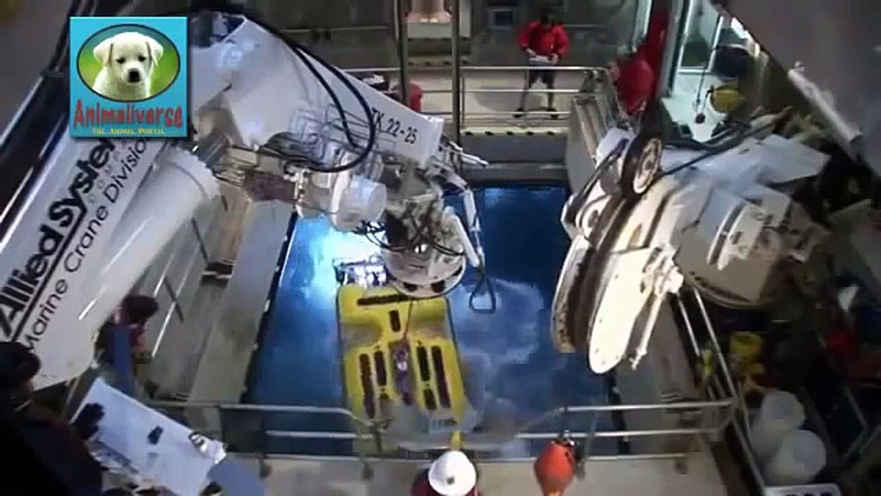 Animals of the Deep Ocean- Part 2- National Geographic Documentary