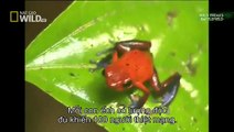 [Animal Documentary National Geographic 2014 Full HD] Insects From Hell - Battlefield Part 2