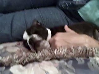 Boston Terrier sleeping