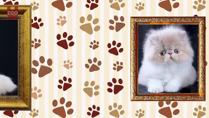 Top 5 Most Expensive Cat Breeds