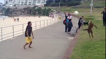 Chien qui joue au foot au potugal