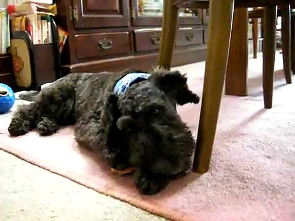 Grumpy! schnoodle