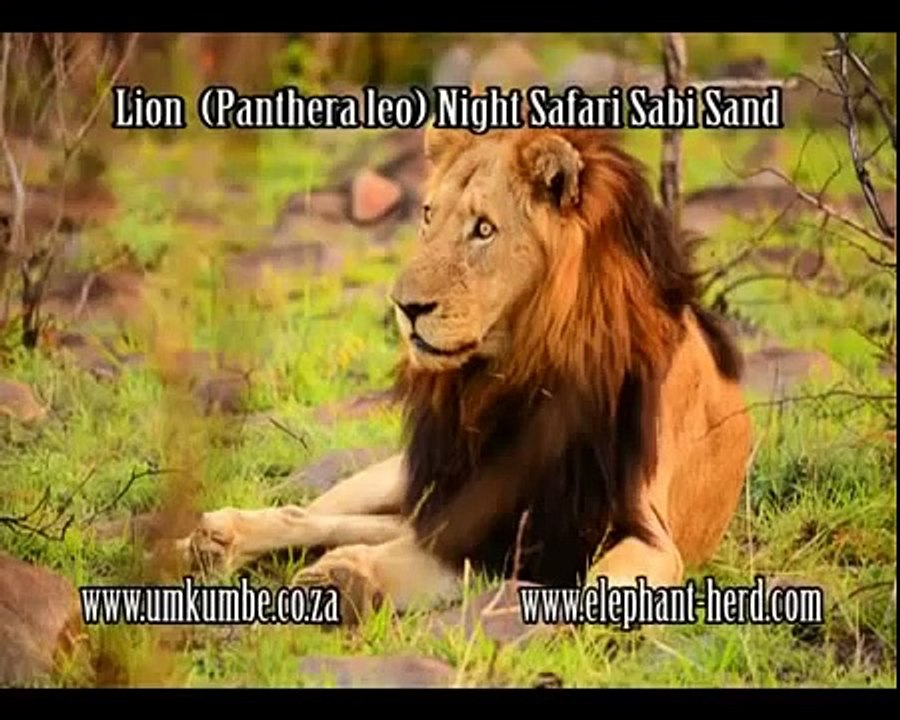 Lion World  "Big Mak" & "PB" Mapogo On The Run