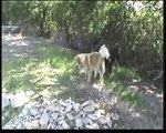 Tibetan Mastiffs weekend visit   1