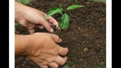 La contaminación hoy (Estudiantes UBV - Misión Sucre Guanare Edo. Portuguesa)