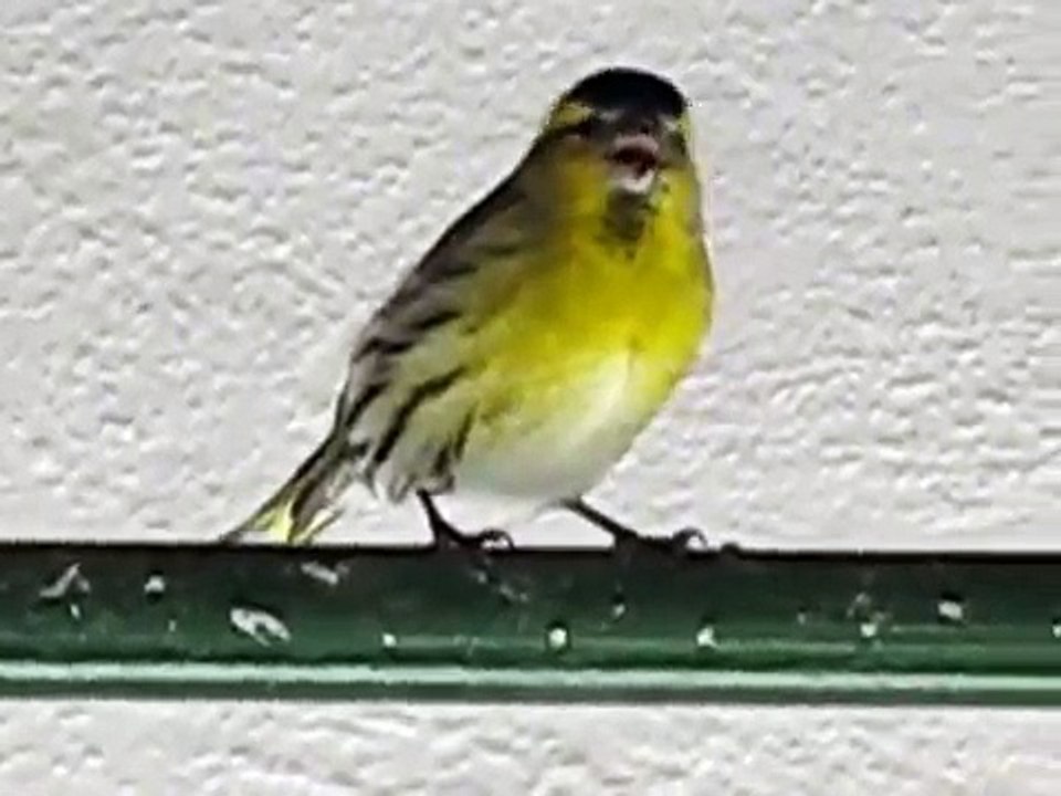 pajaro lugano canto 1