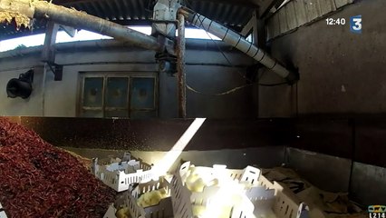 Élevage industriel : polémique autour de l'élimination des poussins