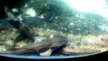 Small Shark escapes fight at Kuwait Scientific Center Aquarium