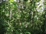 howler monkeys at tikal national park, guatemala