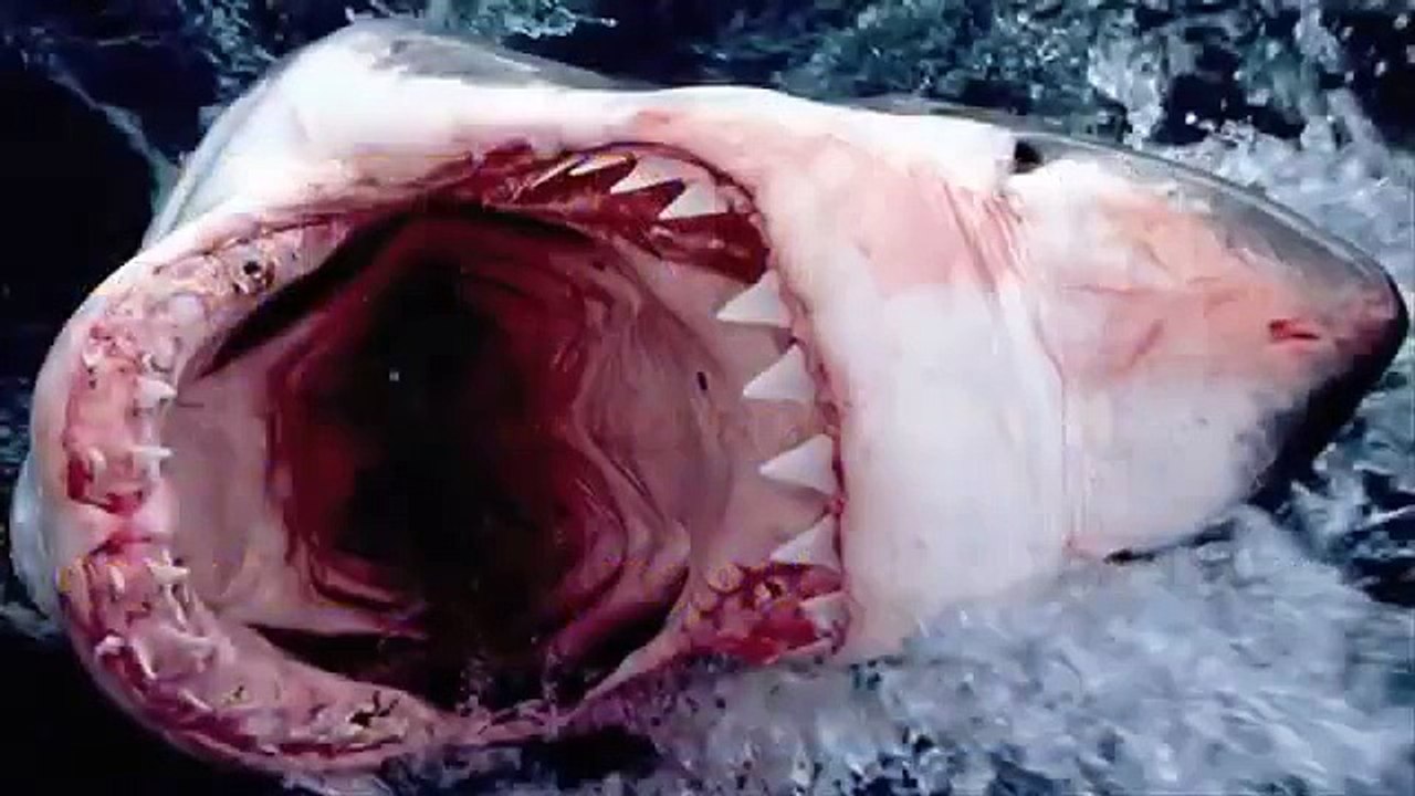 SHARK ATTACKS caught on tape